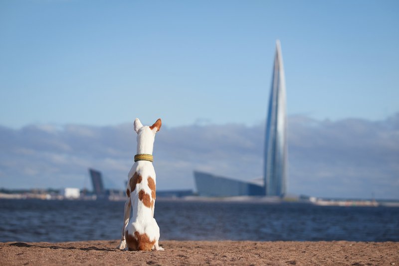 собака, паденко, Санкт-Петербург, животное, синий Две кукурузы фото превью