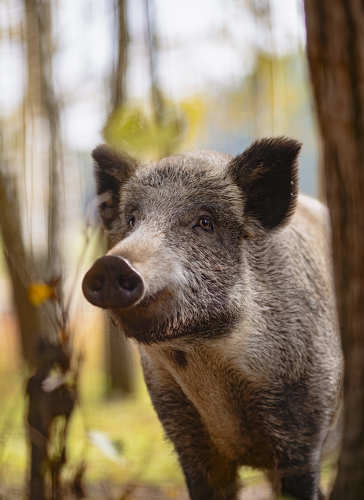 Wild boar