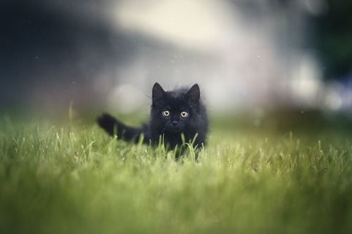 Black cat