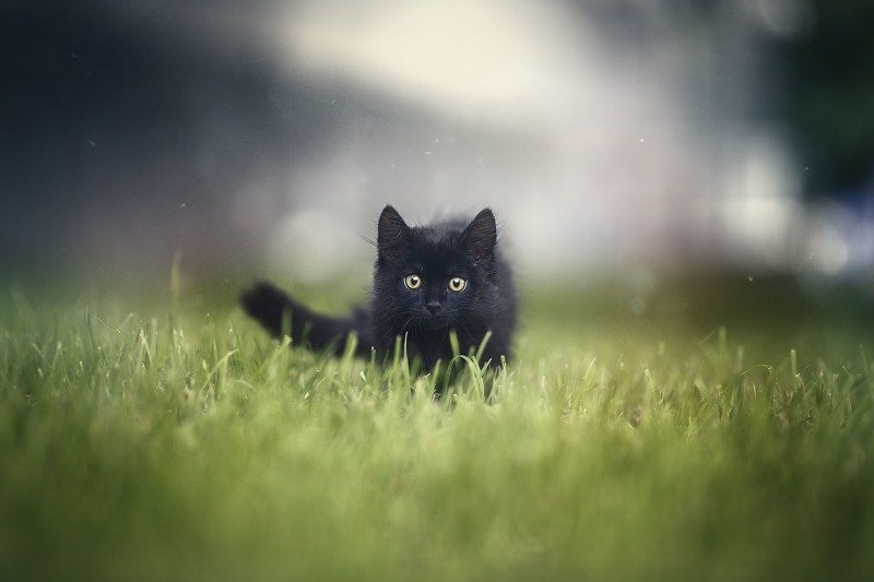 cat, black, grass, animal, pet, кот, черный кот, портрет Black cat фото превью