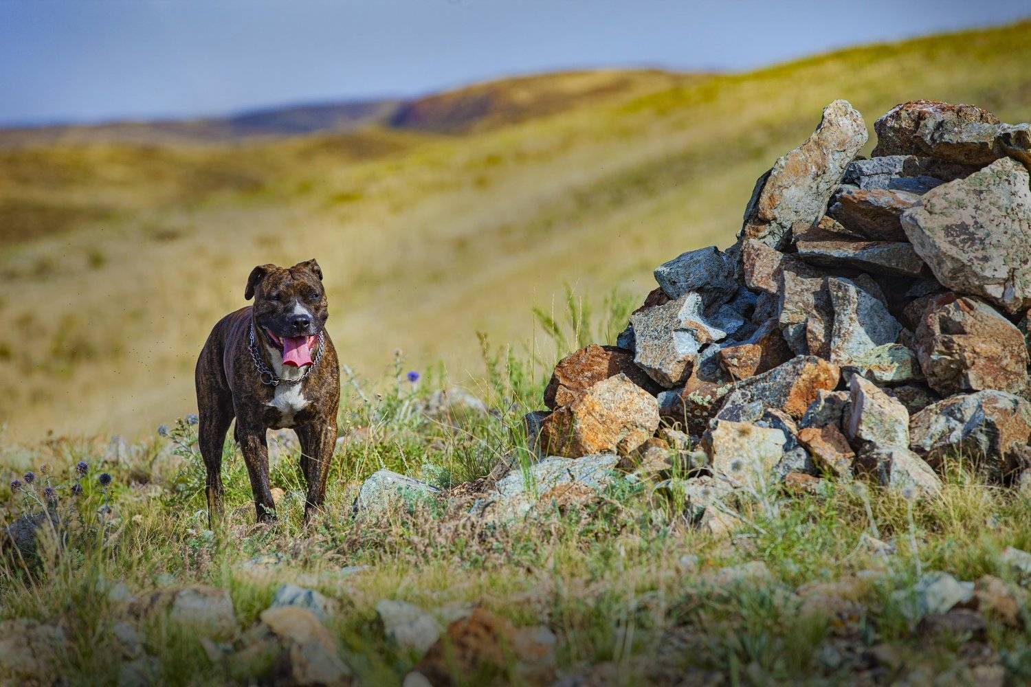 , петр чиков