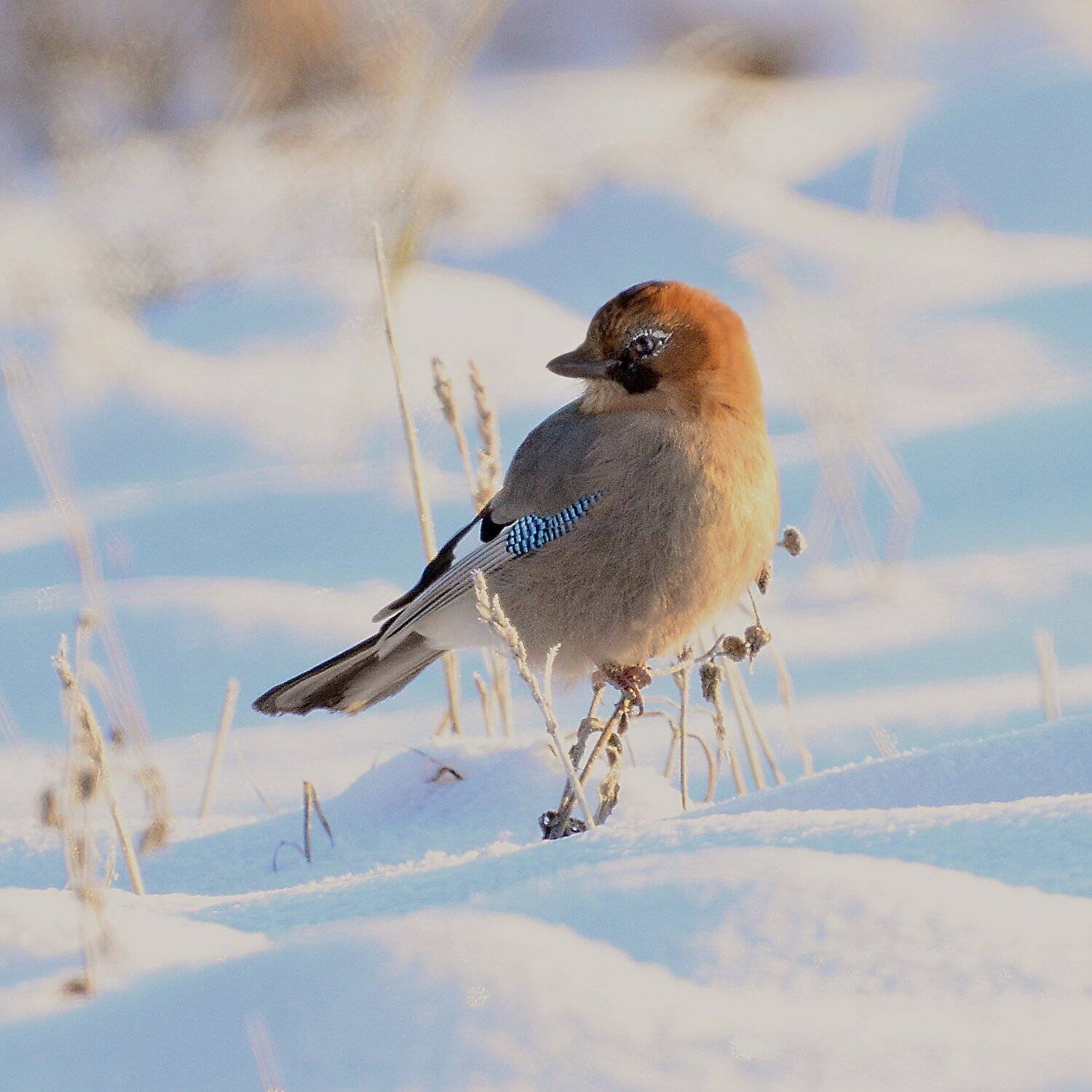 , Михаил Белоусов