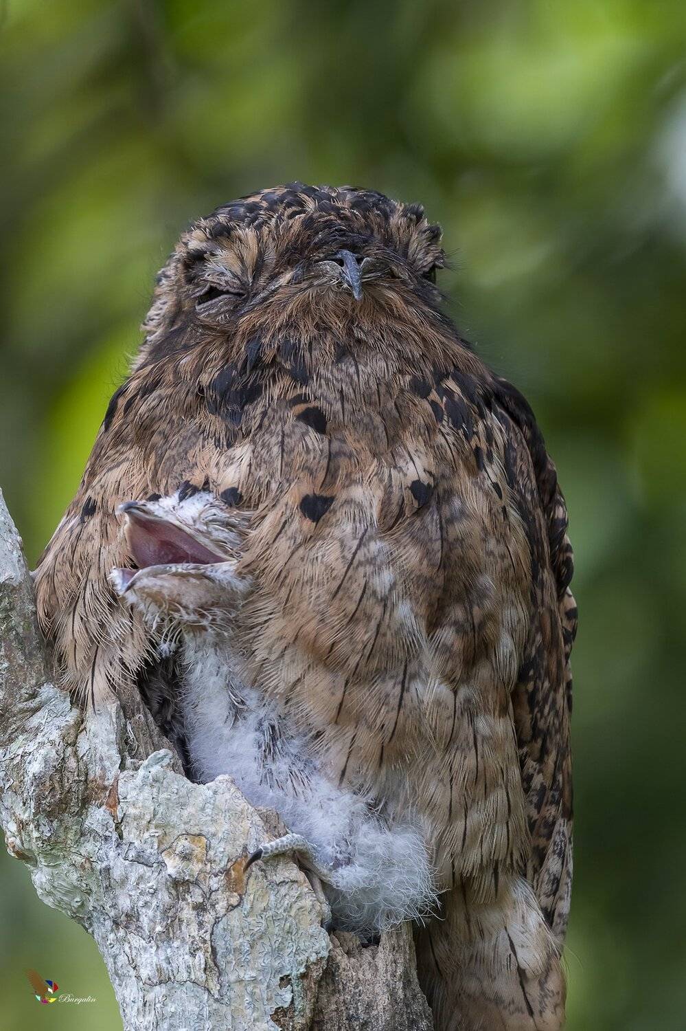 , Fernando Burgalin Sequeira