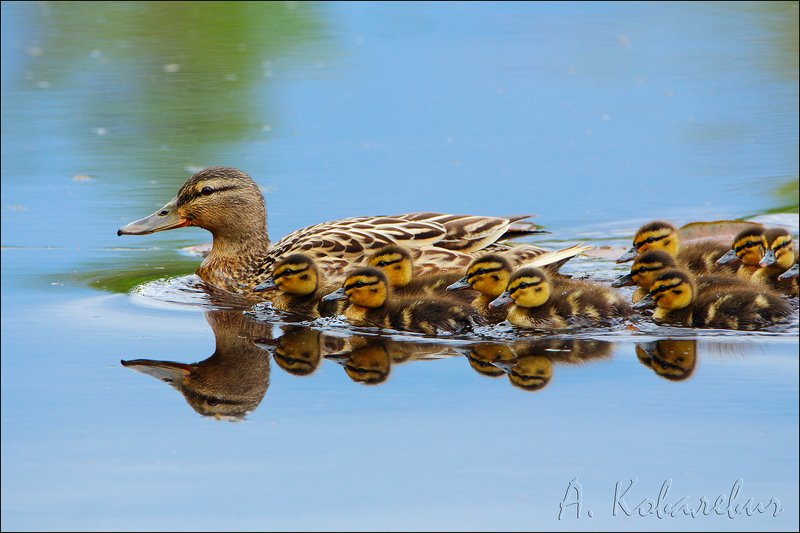 Детсад фото превью