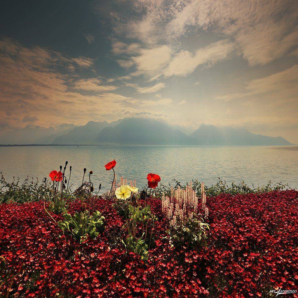 swiss, Матвеев Николай