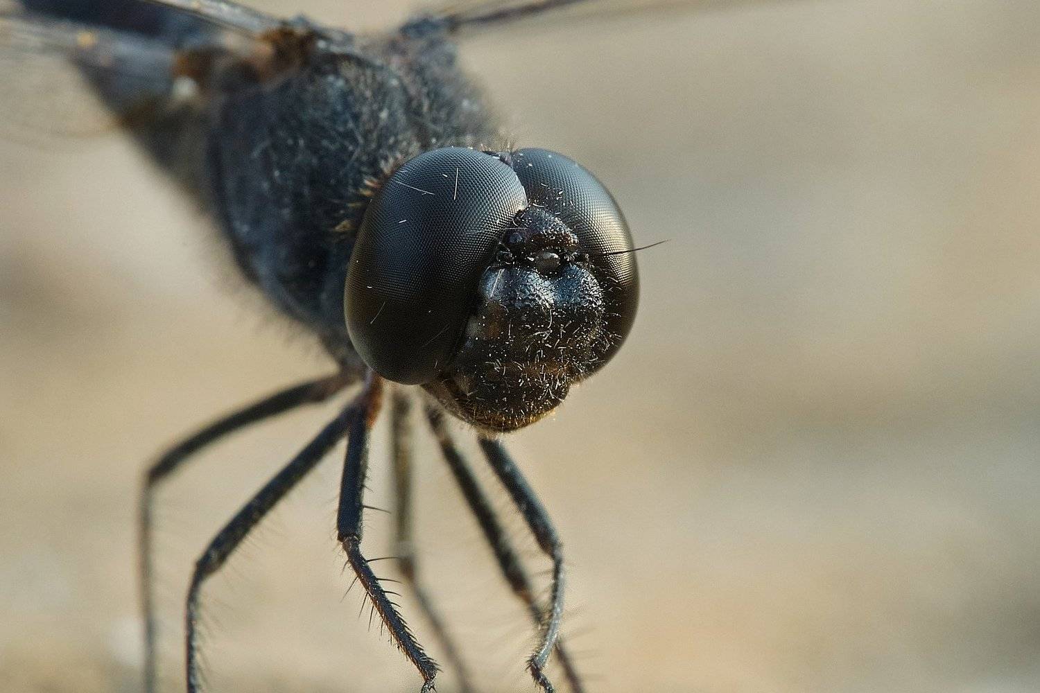 macro, vladimir algazin