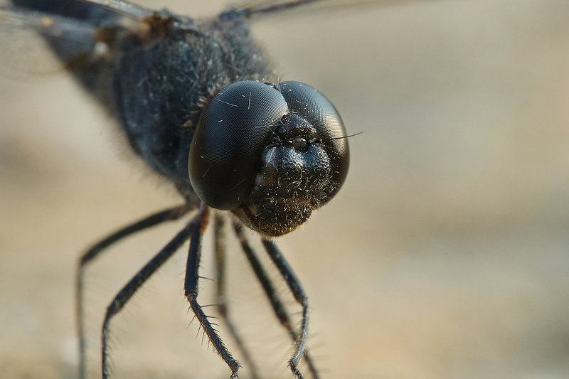 macro ***17 фото превью