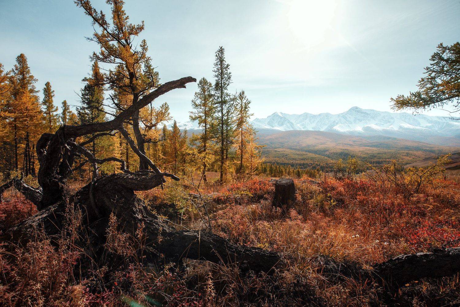 природа, пейзаж, закат, горы, осень, лес, mountain, nature, алтай, Станислав Попов