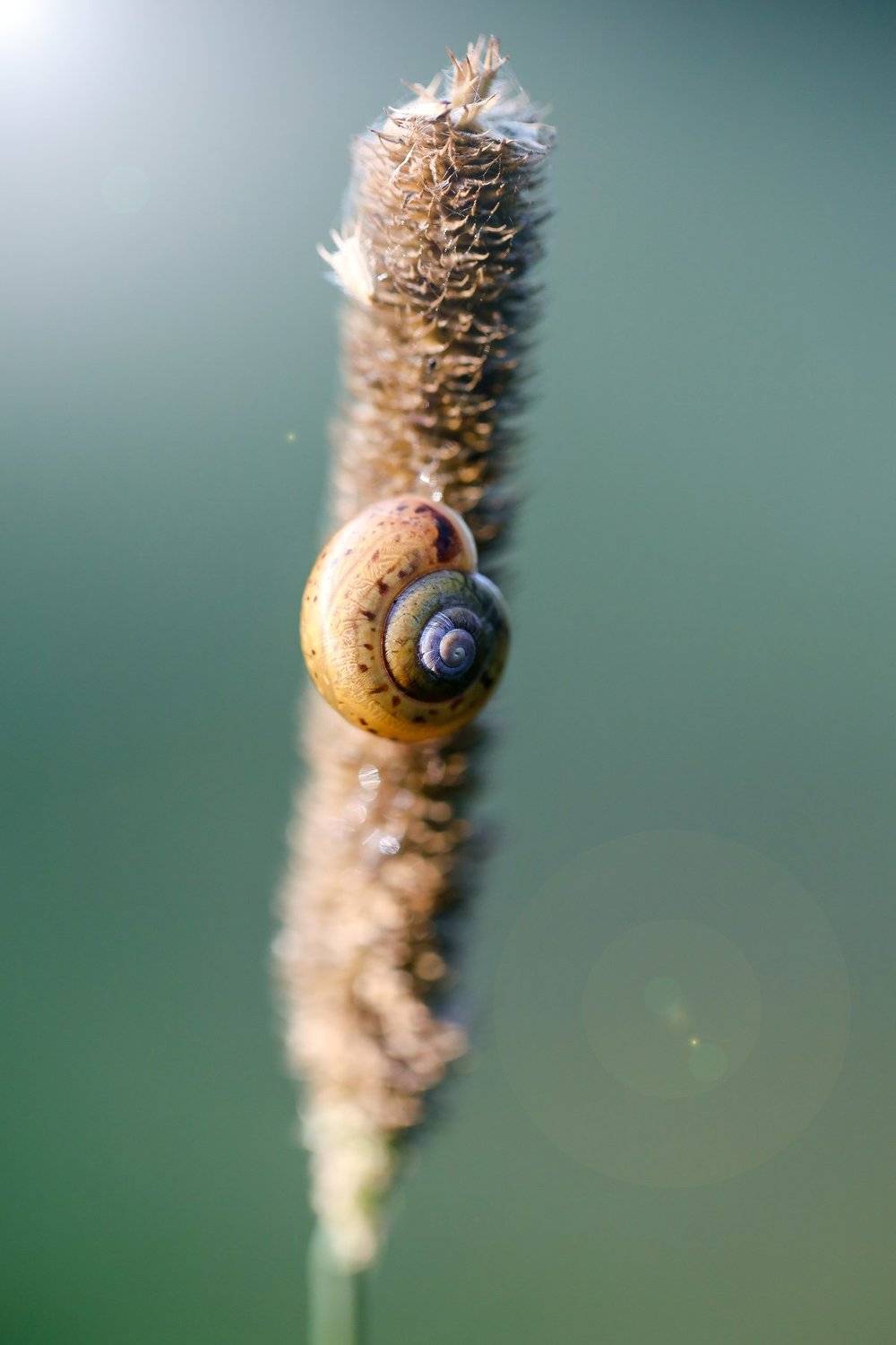 , Вероника Денисова