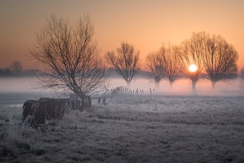 Willows