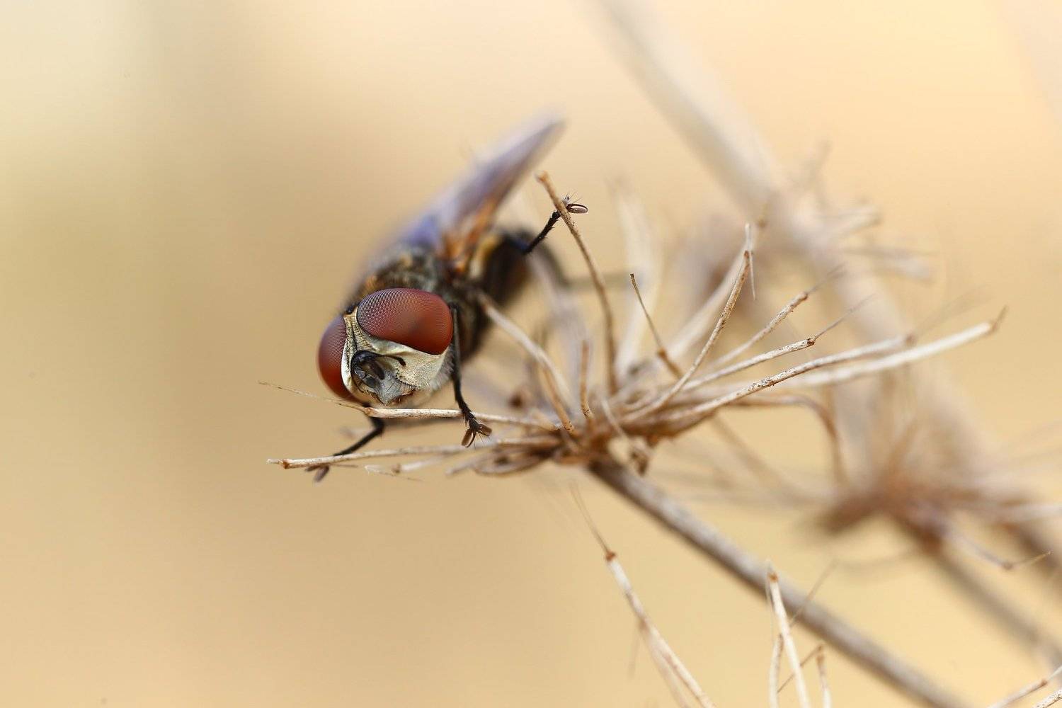 макро,природа,насекомое,животное,муха,цвет,черный,коричневый, Андрей Шаповалов