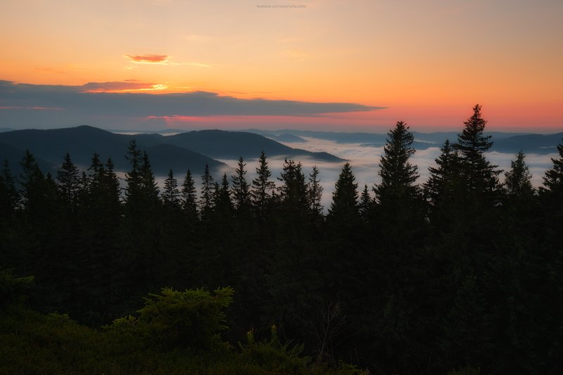 туман, рассвет, горы, карпаты, лес, деревья, природа На рассвете фото превью