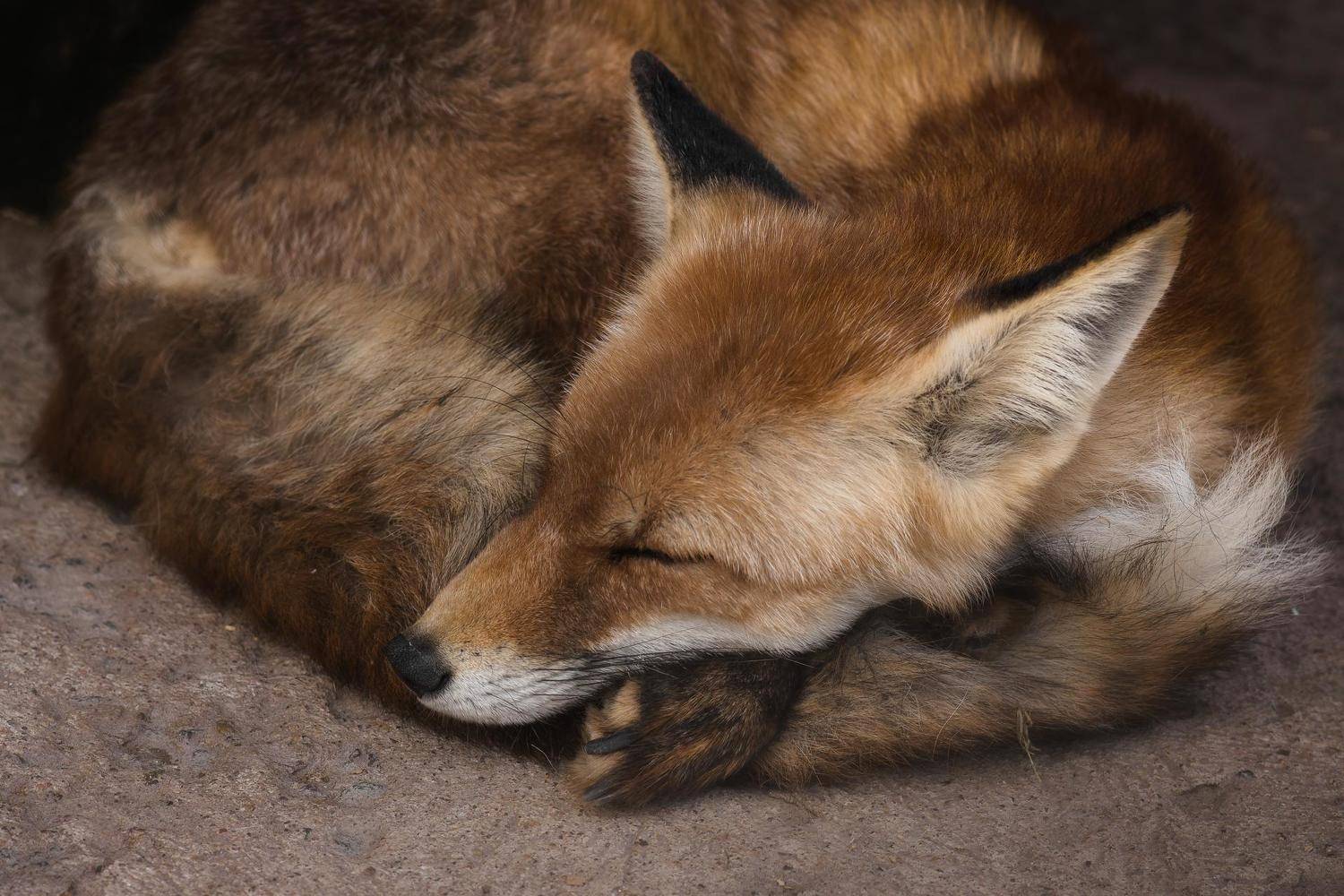 fox,wild, wildanimal, wildanimals, wildlife, wildlifephotography, wild_animal, wildanimalphotography, лиса, беларусь,минский зоопарк,minsk zoo, belarus,лев, lion, Полина Хрол