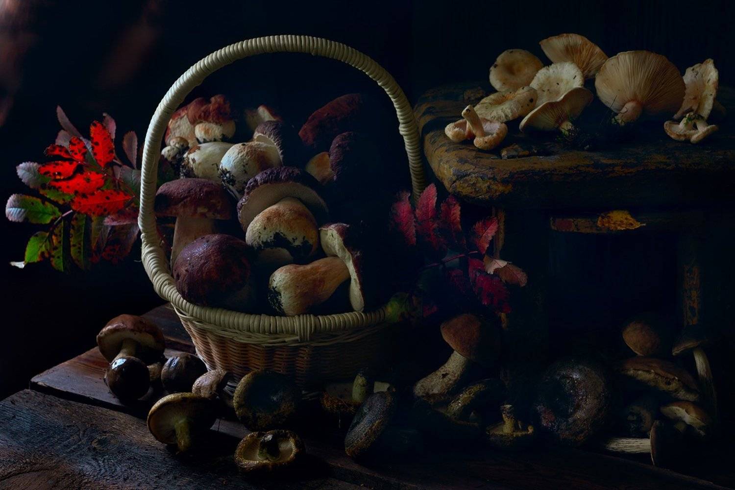 осень, грибы, белый гриб, боровик, подберёзовик, волнушки, чёрный груздь, Алёна Сурнина