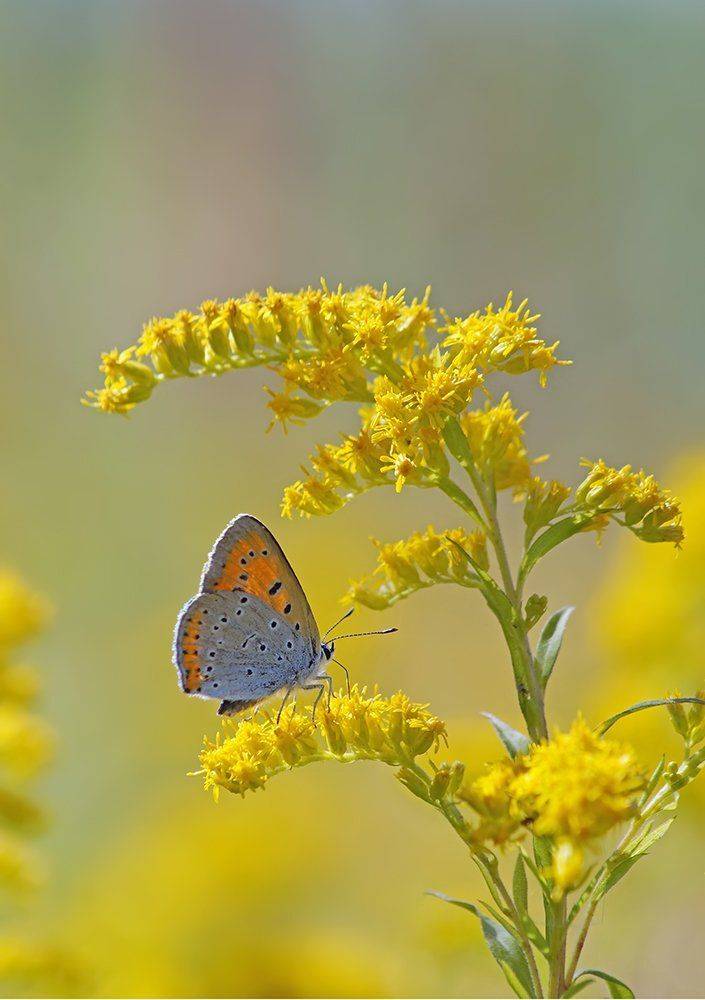 Бабочка червонец, золотарник, Чепленко Алексей
