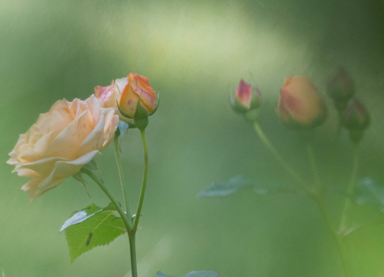 , Курлянцев Алексей