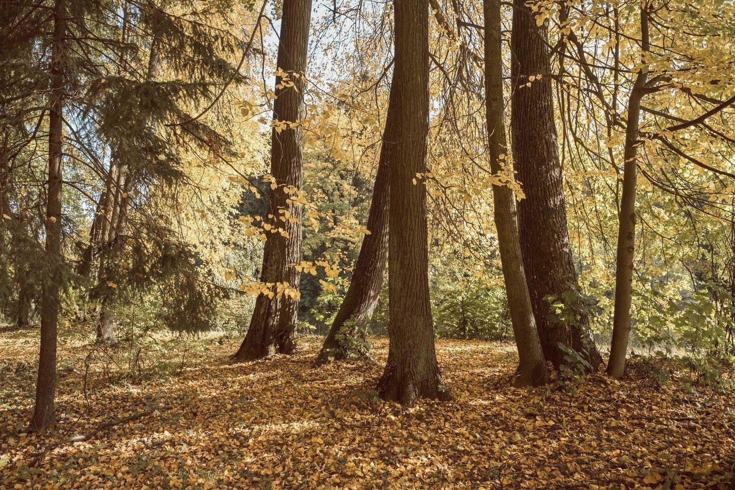 пейзаж, landscape, осень, autumn, павловск, Наталья Деменкова