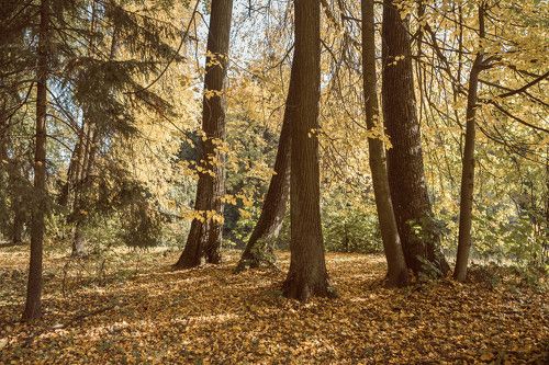 Золото осени