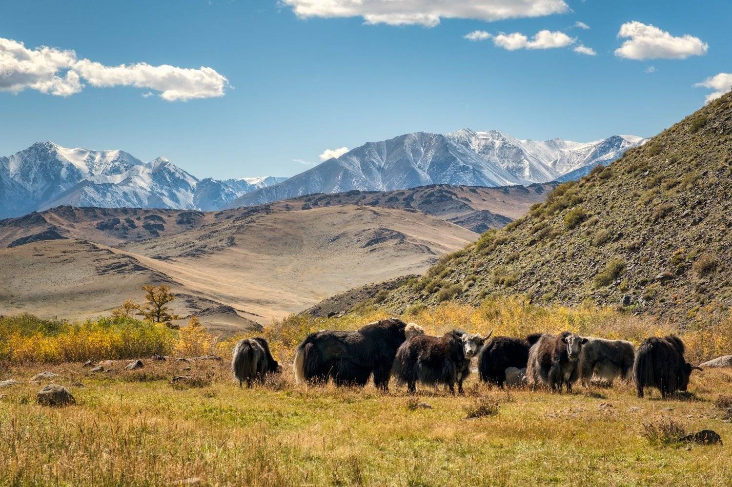 тыва, тува, монгун-тайга, Константин Леонтьев