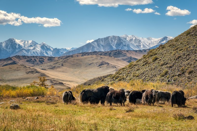 тыва, тува, монгун-тайга Тыва осенью фото превью