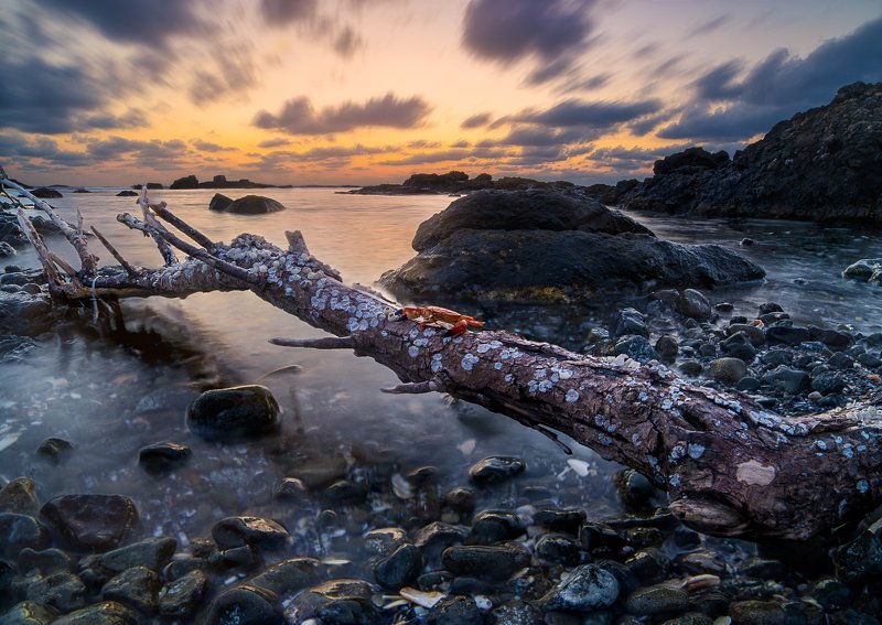 Рачо осмокрачо фото превью