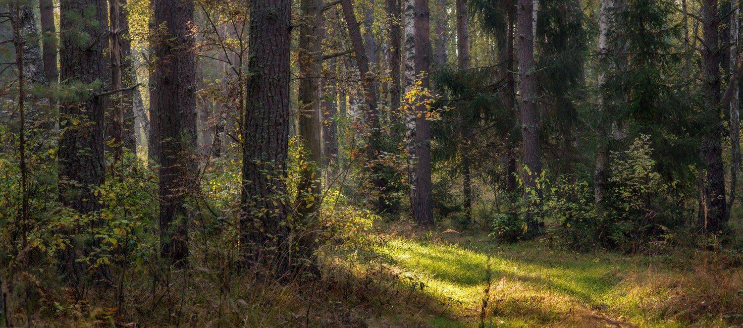 утро лес сентябрь тропинка, Дмитрий Алексеев