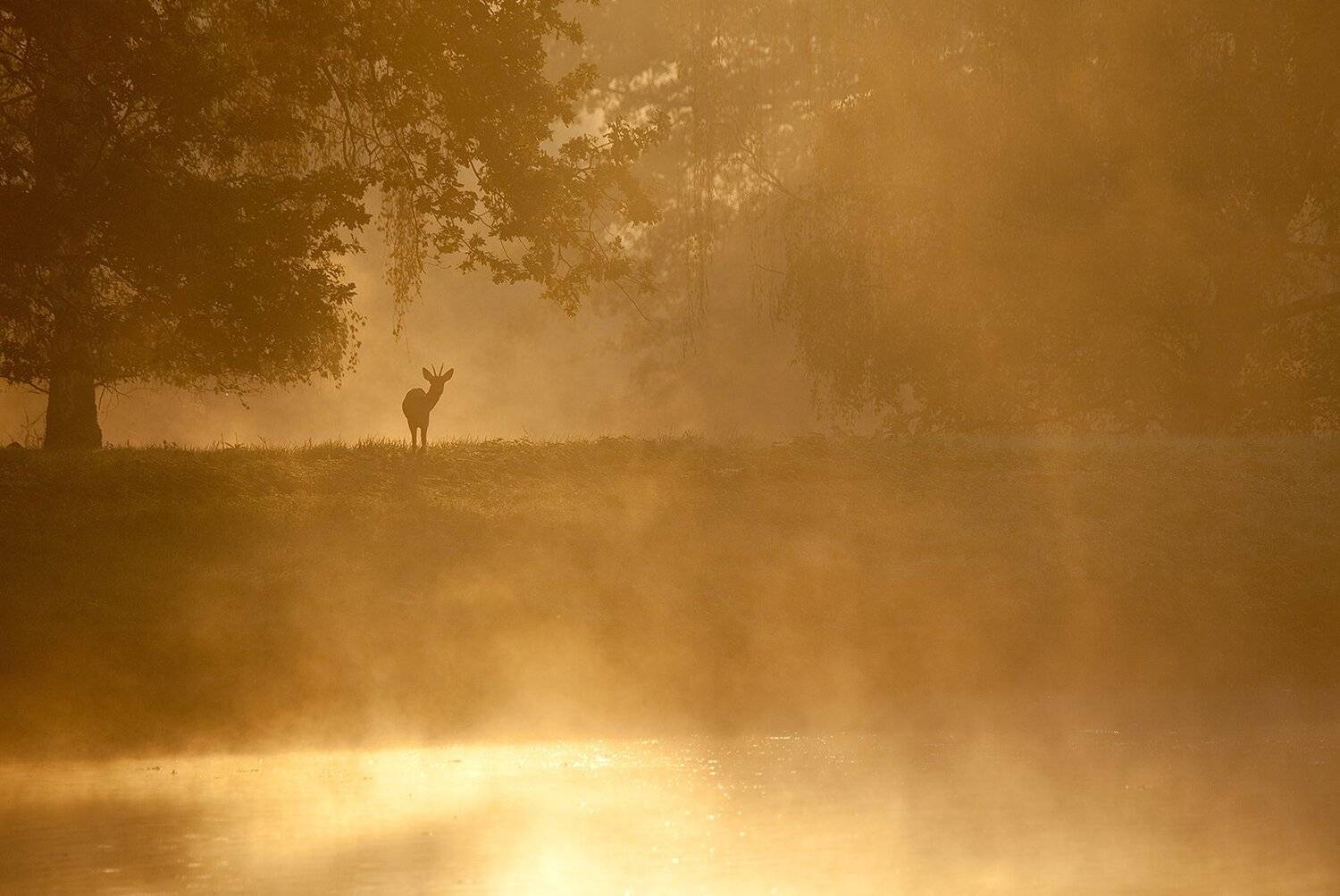 Morning. Автор: Robert Adamec , Robert Adamec