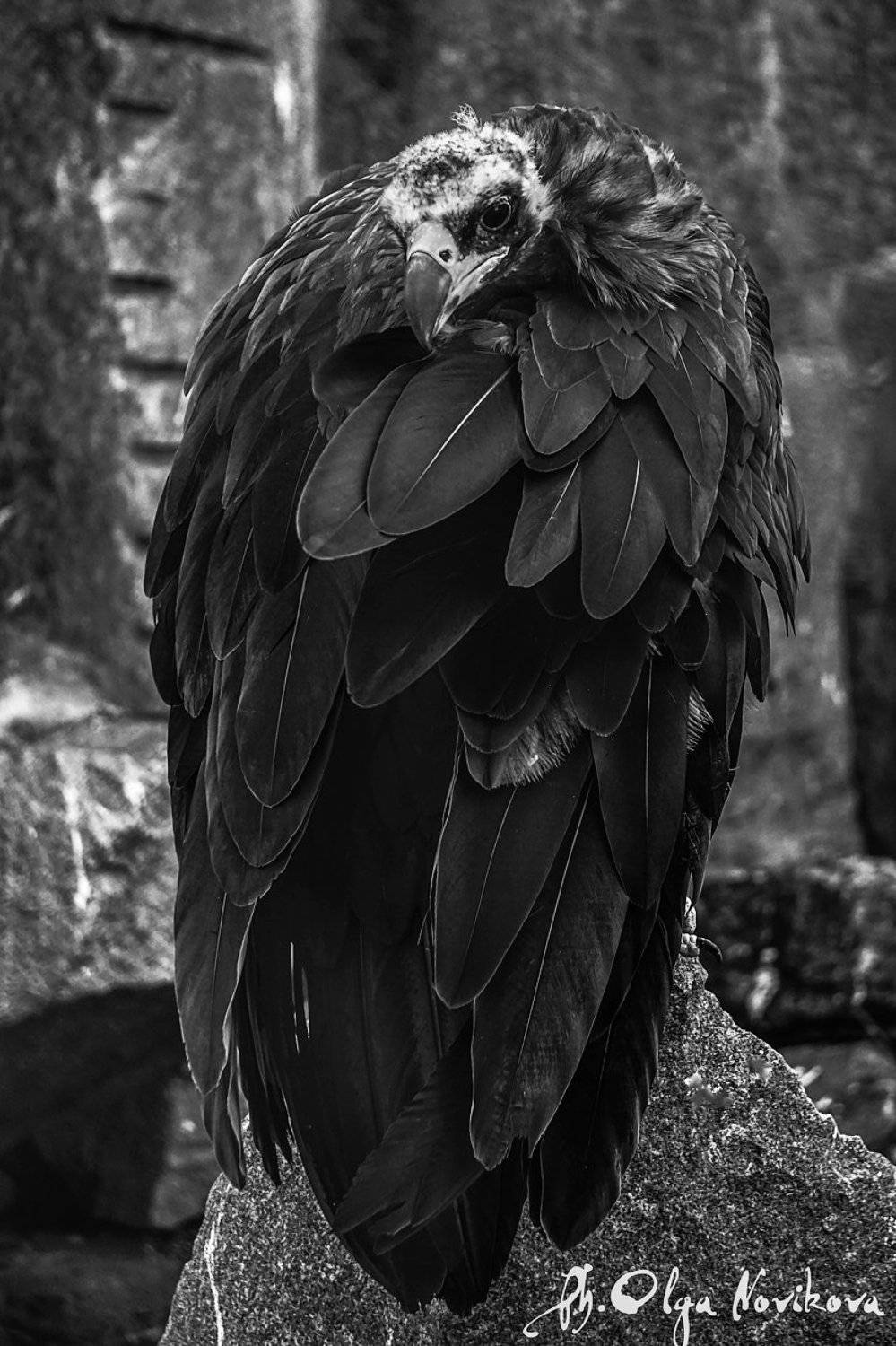 , Ольга Новикова