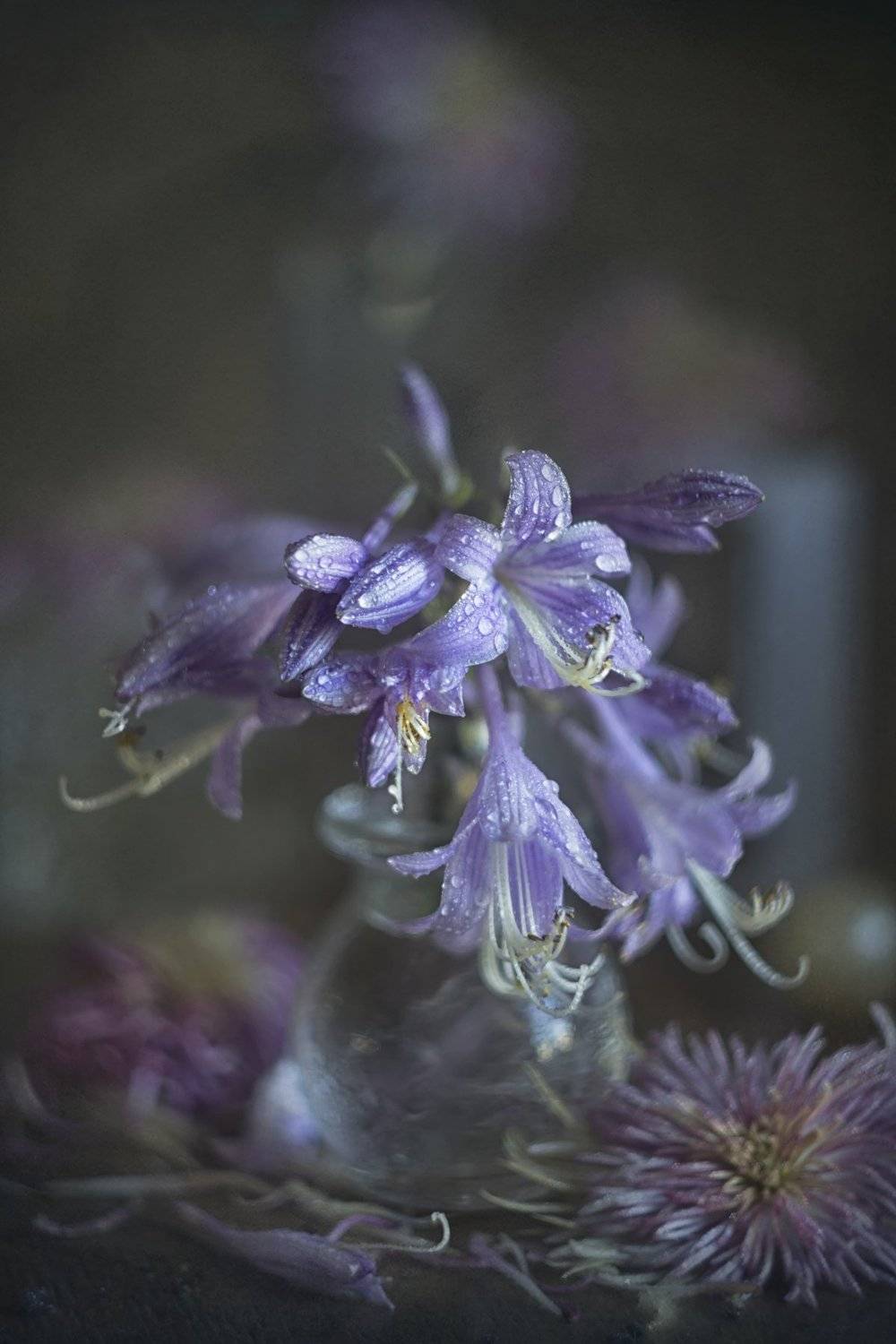 букет цветов, сиреневые, крупный план, Лионелла Зимина