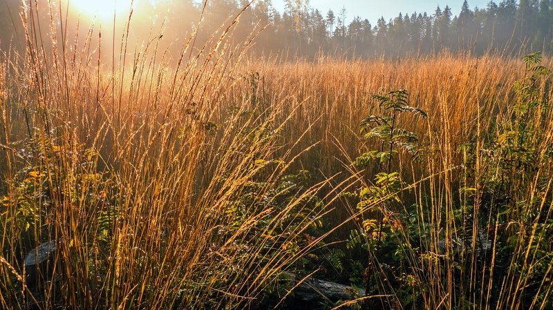 В осенних травах фото превью