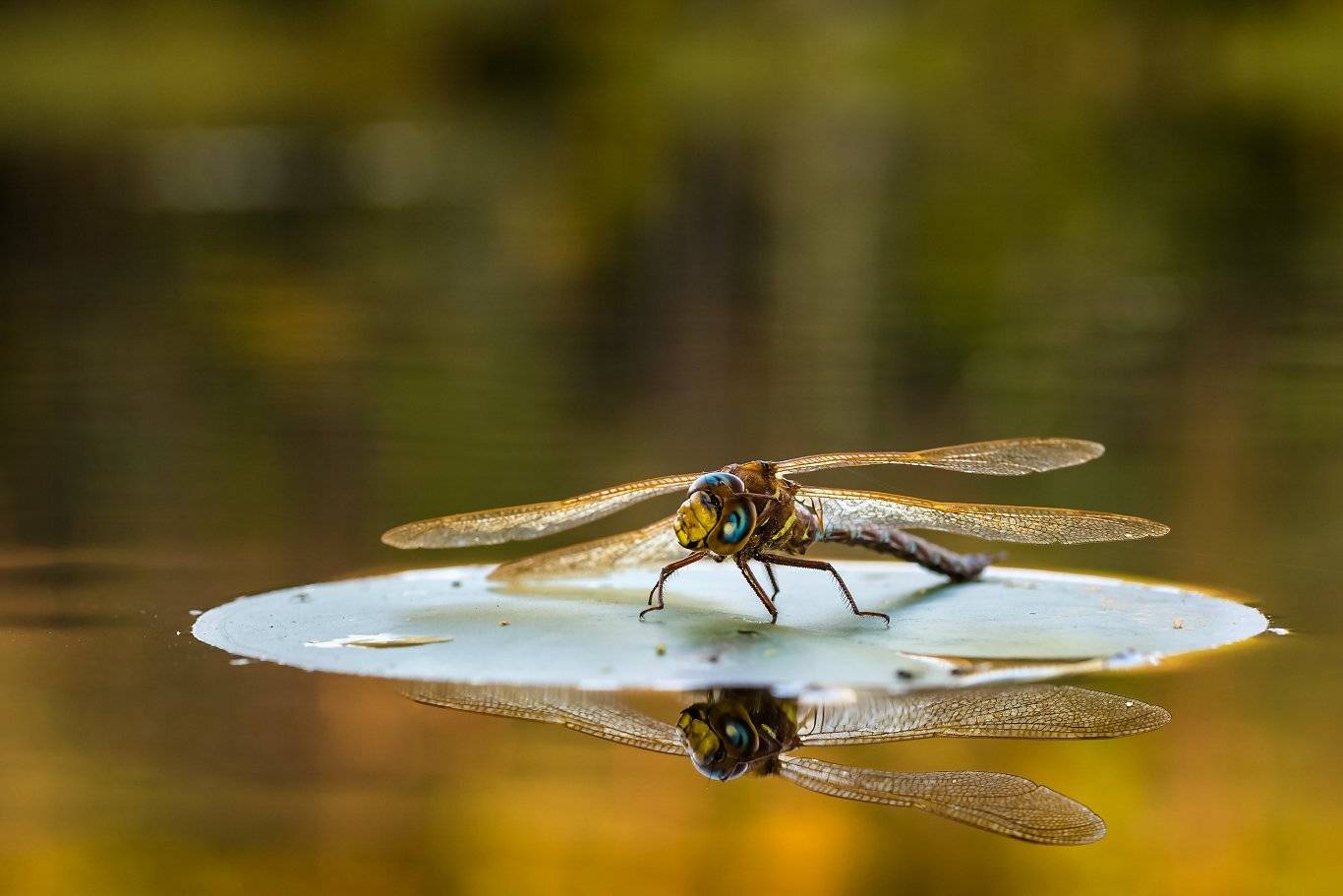 , Александр Абросимов