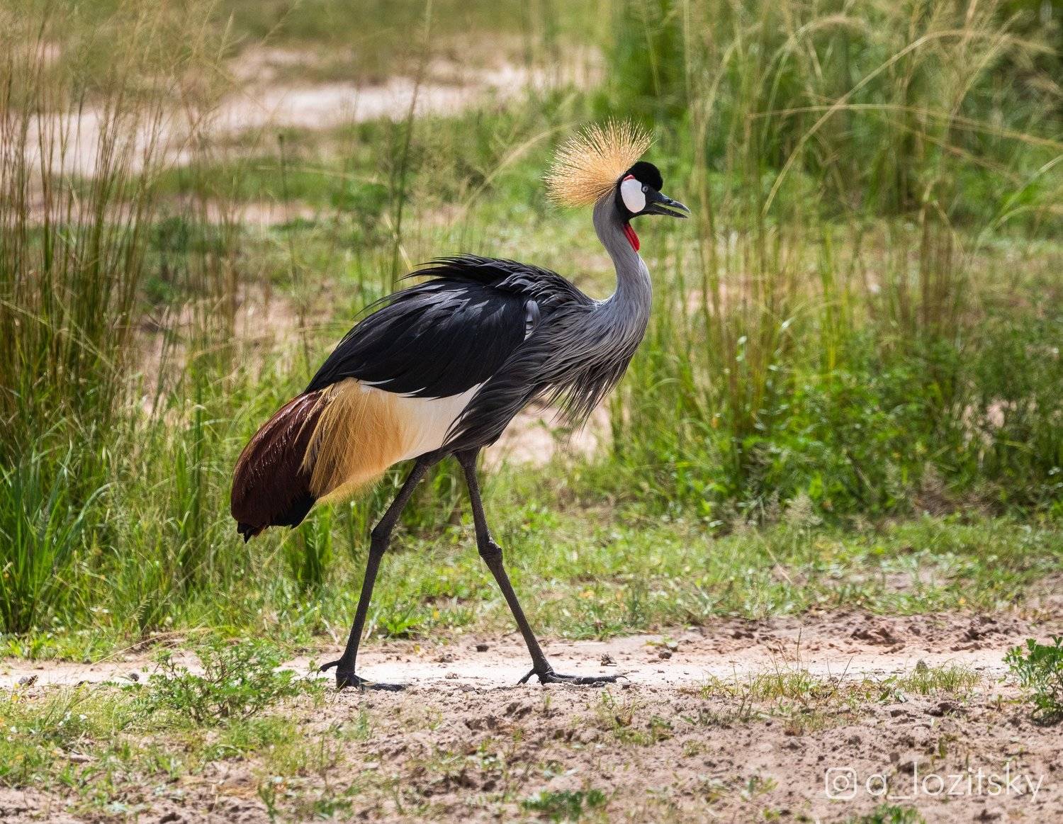 , Александр Лозицкий