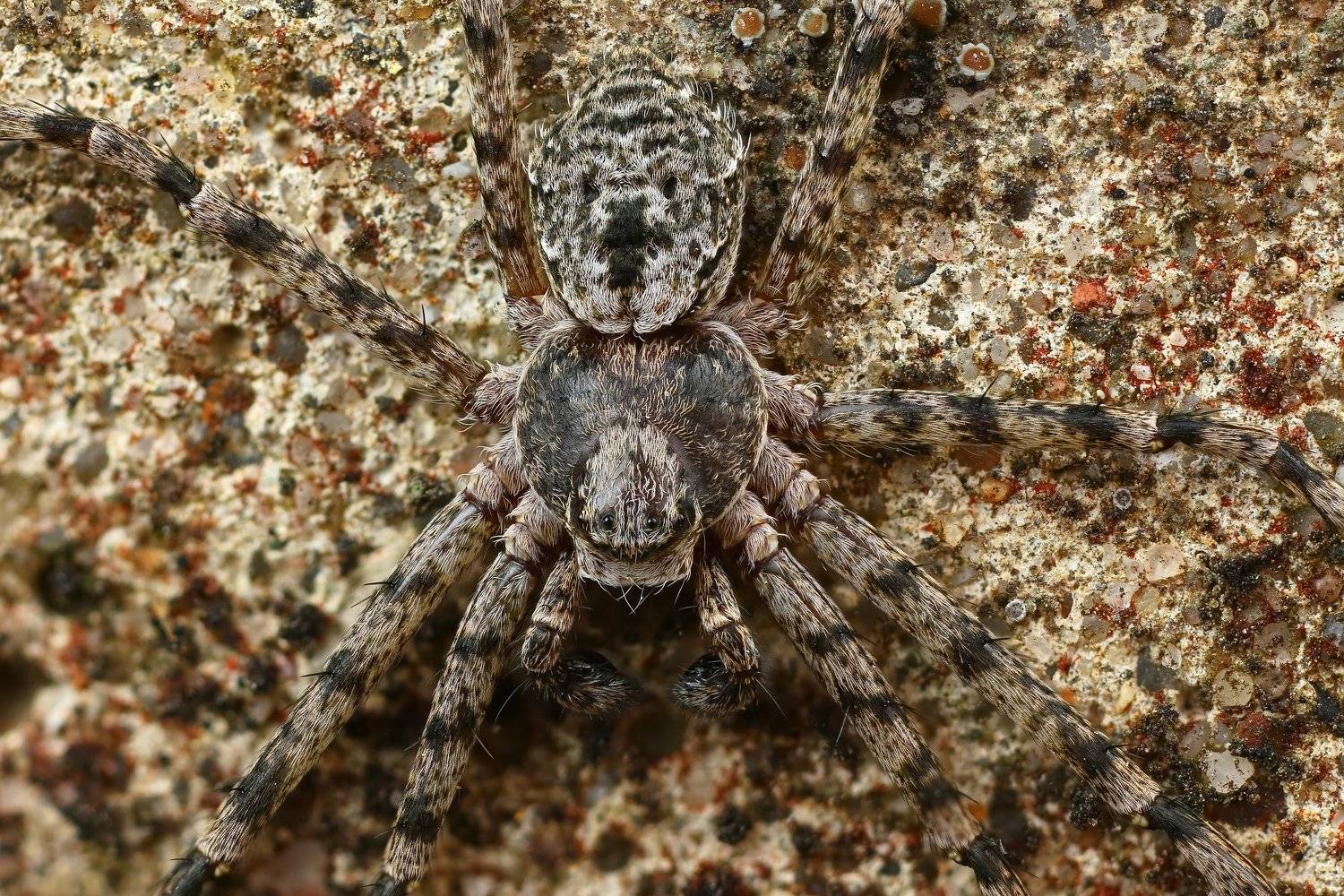 макро,природа,паук,столб,цвет,серый,коричневый,животное, Андрей Шаповалов