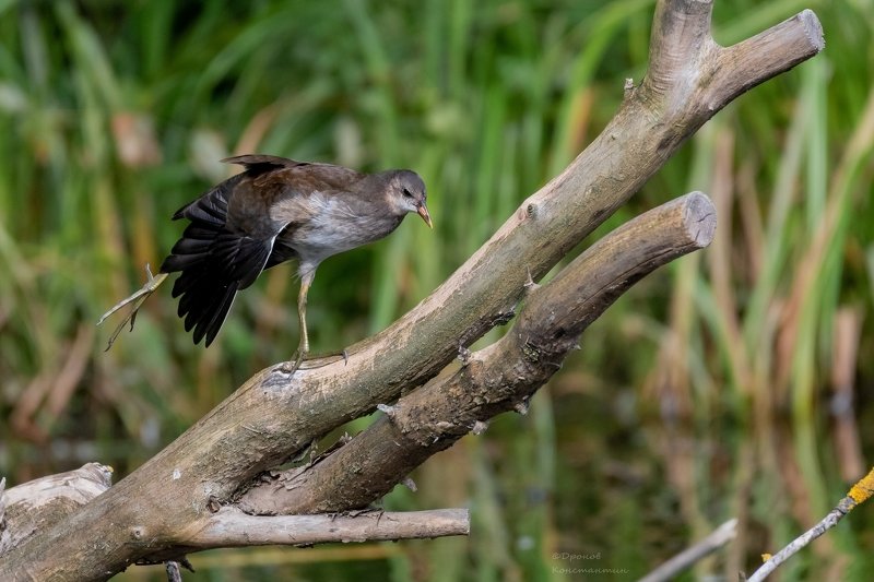 камышница, птицы, лето, фотоохота Упражнения на бревне фото превью