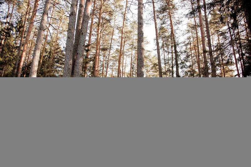 audi, ауди, фотосессия в лесу, тверская область, фотосессия, лав стори, love story, семейный фотограф, природа  фото превью