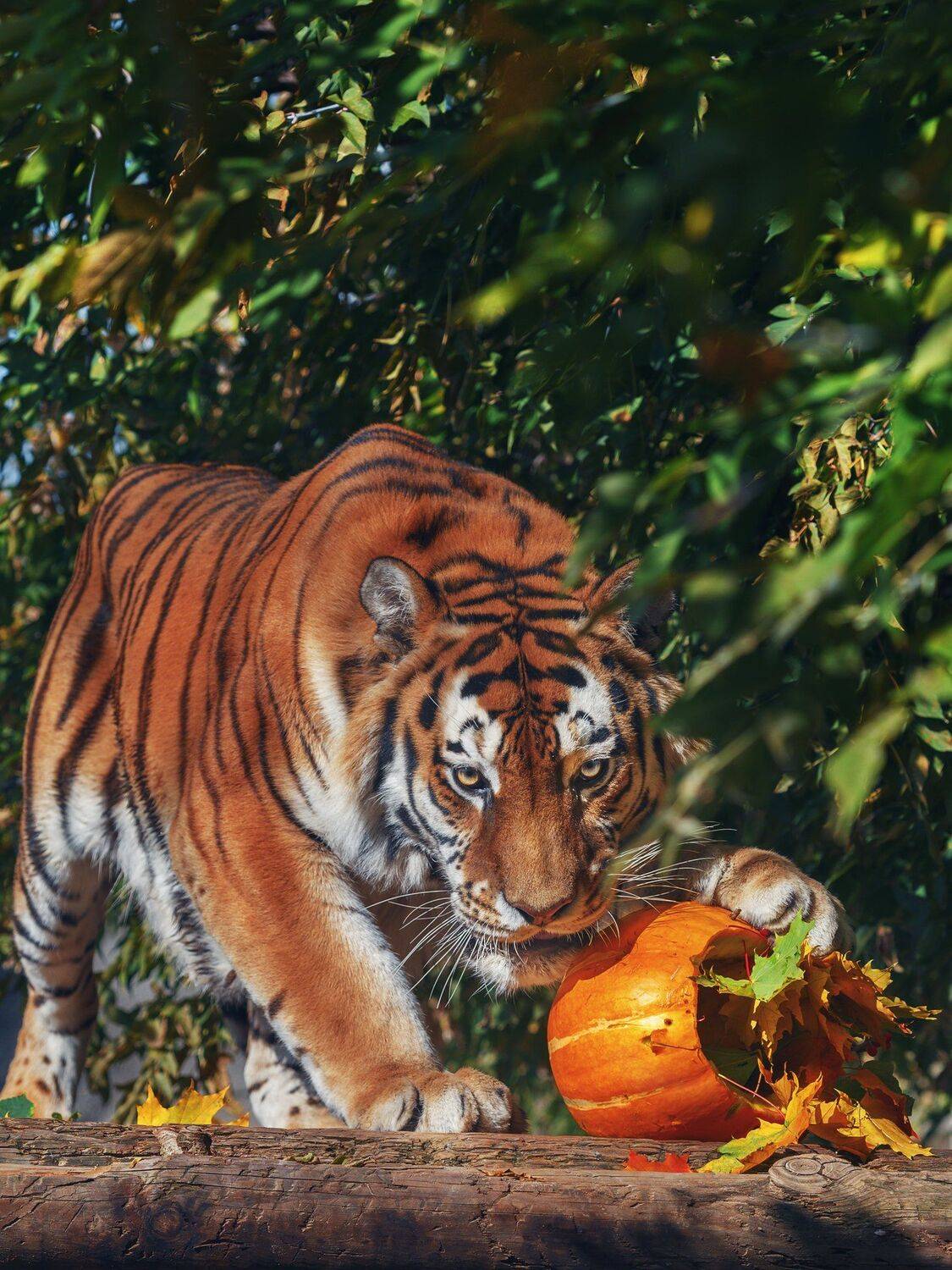 , Олег Богданов