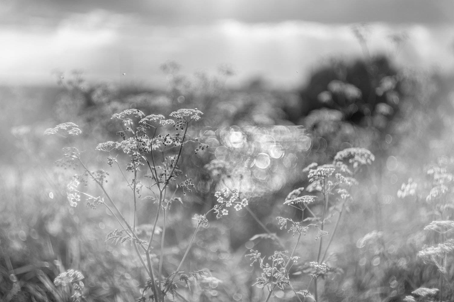 Москва река, боке, чб, зонтичные, марево, зной, лето, тепло, жара, Ксения Соварцева