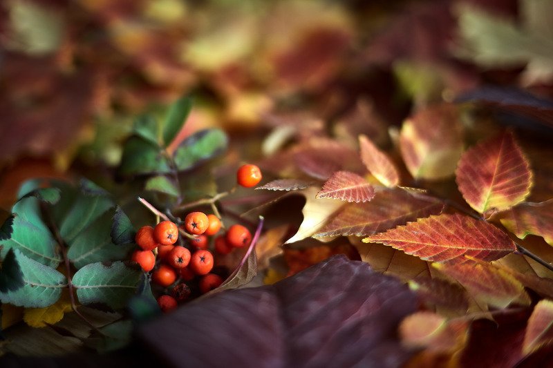 южный урал,оренбургская область, орск, новотроицк, Осеннее настроение фото превью