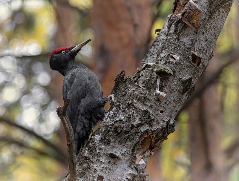птица, желна, большой чёрный дятел, Желна.. фото превью