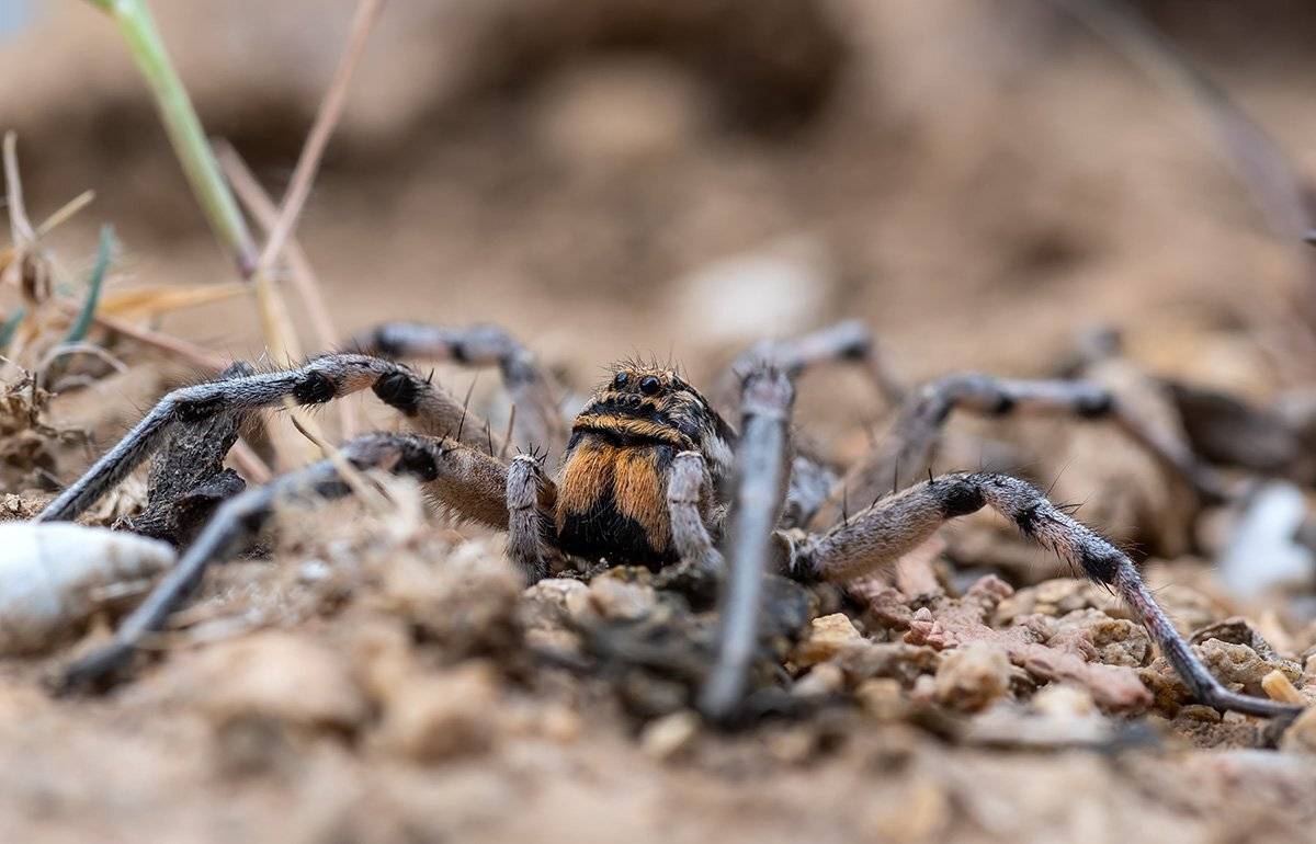 , Александр Земляной