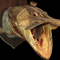 Портрет фотографа (аватар) Владимир Панасюк