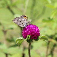 Портрет фотографа (аватар) Edmar Delos Santos