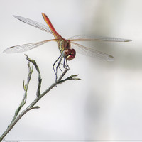 Портрет фотографа (аватар) Ömerül Faruk Kiprik