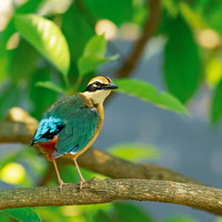 Портрет фотографа (аватар) Mohammad Hasan (Mohammad Tarik Hasan)