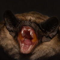 Портрет фотографа (аватар) Alexander Semenko