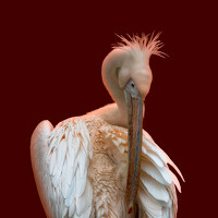 Портрет фотографа (аватар) Vjacheslav Simanovich