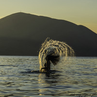 Портрет фотографа (аватар) orjeta myzeqari