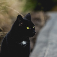 Портрет фотографа (аватар) Tamara Perrozzi