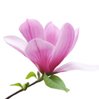 Портрет фотографа (аватар) Магницкая Светлана (Sveta Magnitskaya)