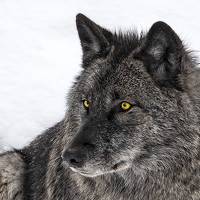 Портрет фотографа (аватар) Steve Joh (Sungchang Cho)